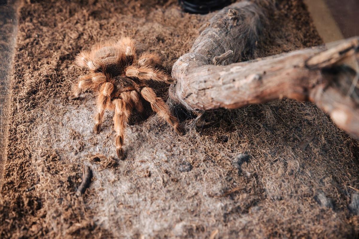 The Basics of Caring for a Pet Tarantula