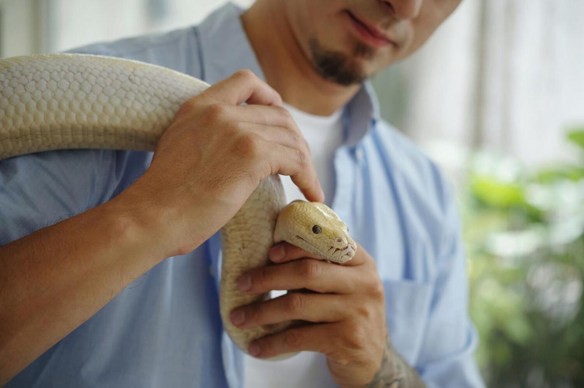 What You Need to Know Before Getting a Pet Snake