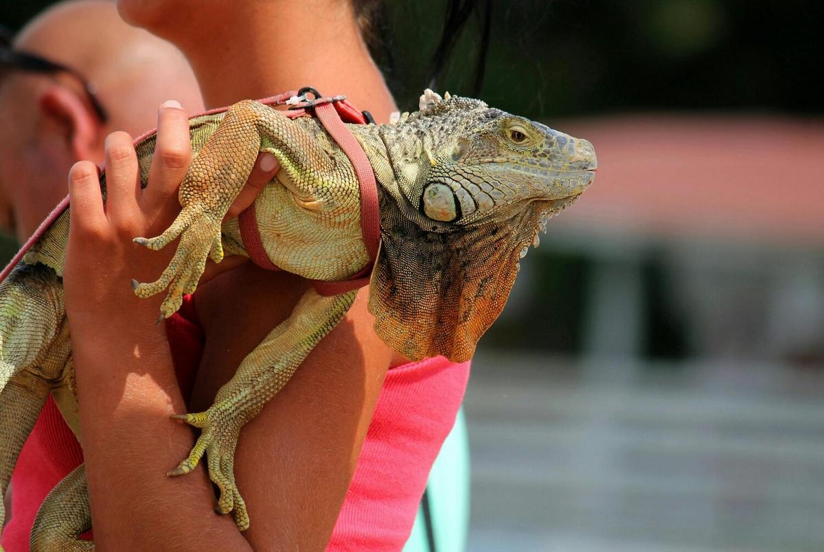 How to Create the Perfect Habitat for Your Iguana