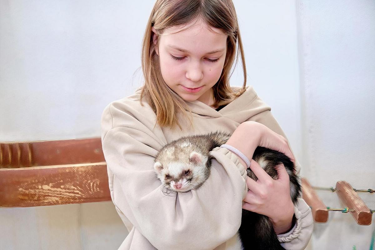 Understanding the Social Dynamics of Ferrets