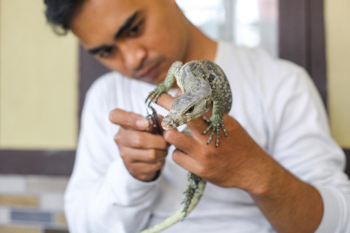 Tips for Handling and Training Reptiles