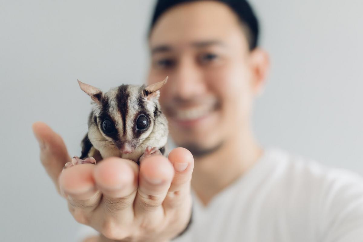 The Unique Challenges of Raising a Pet Sugar Glider