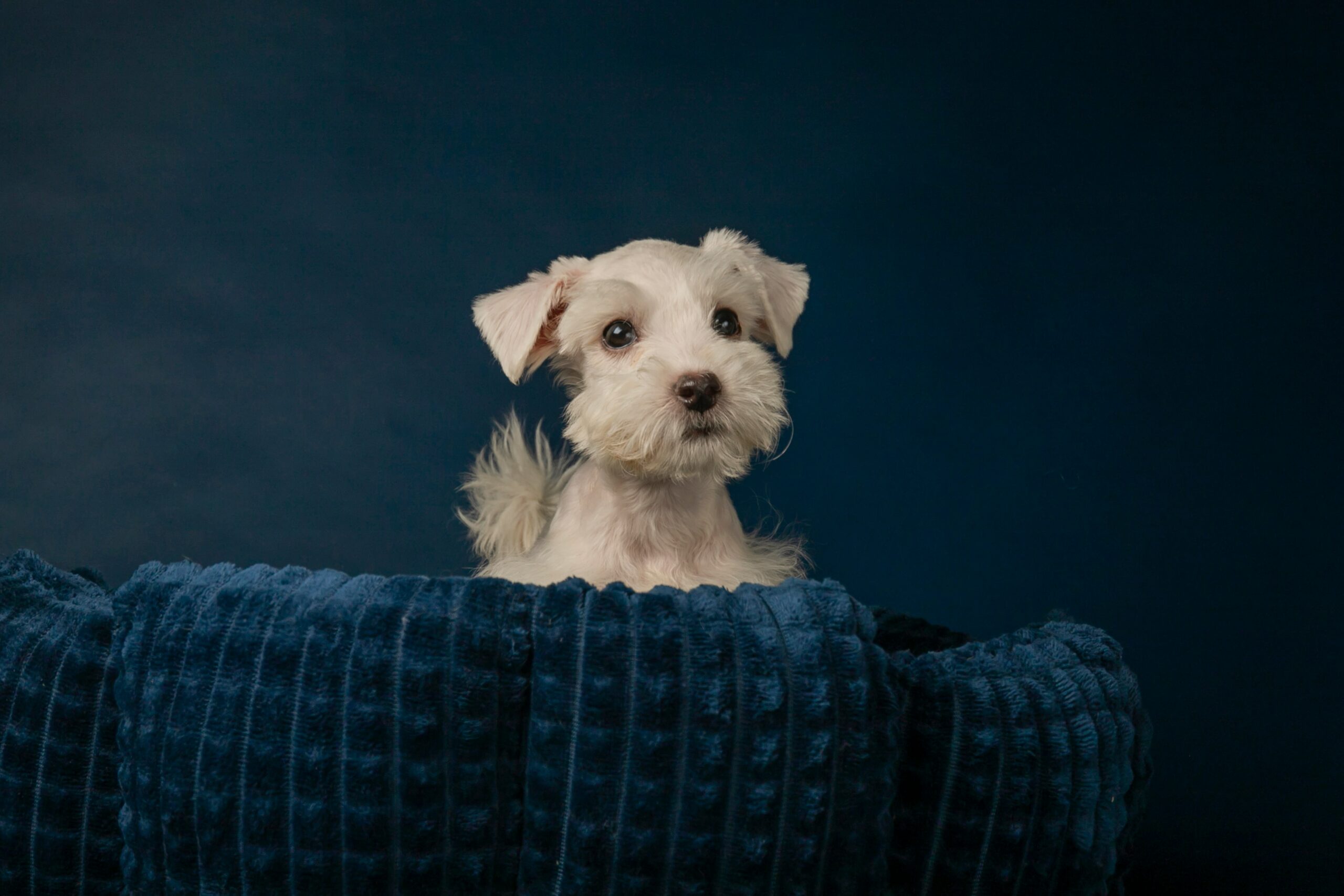 Understanding Territorial Behavior in Pets